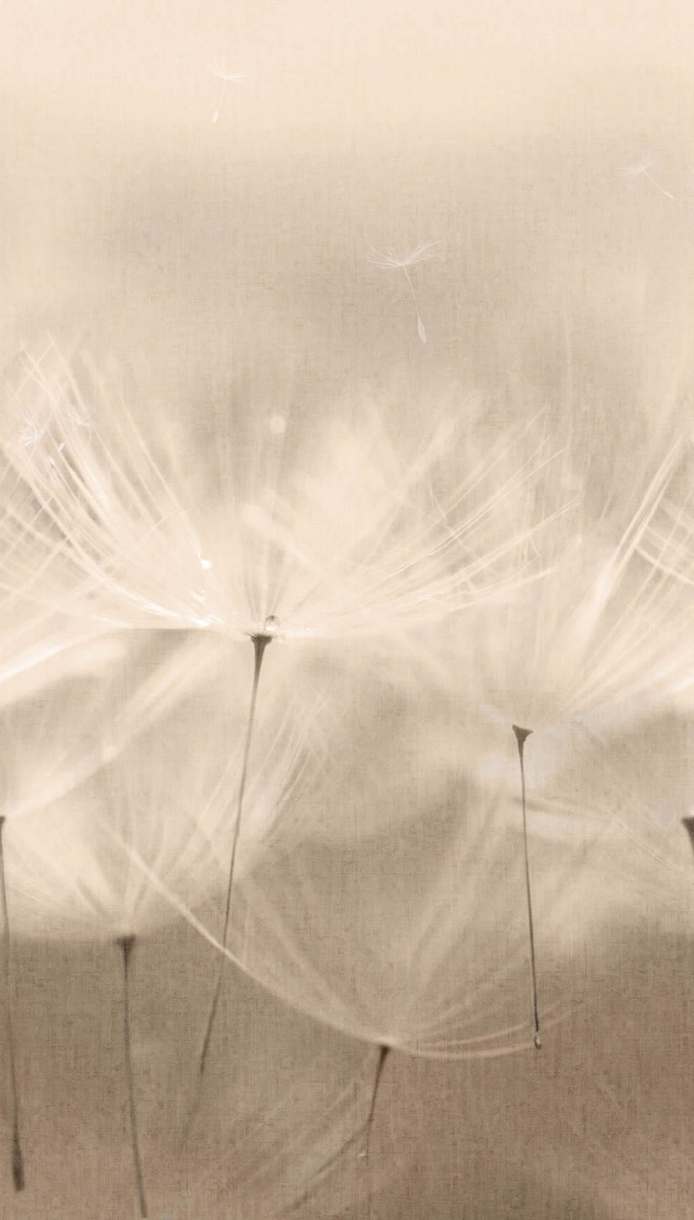 Wandbild 1,59 x 2,80 m zarte Pusteblumen Pflanzen taupe grau 203801