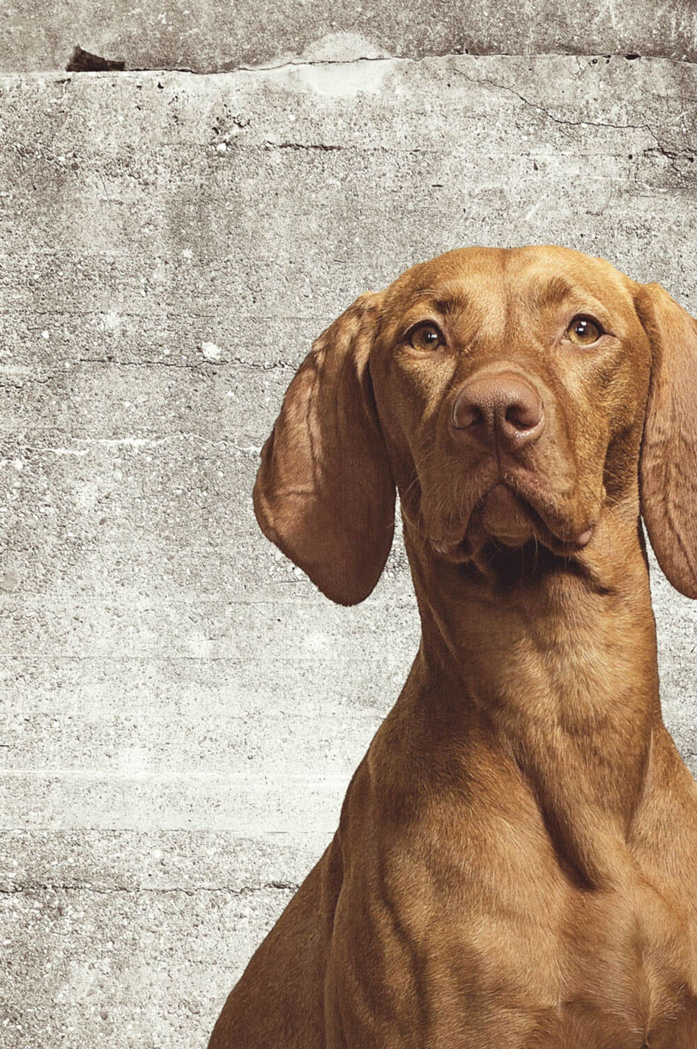 dog brown mural concrete