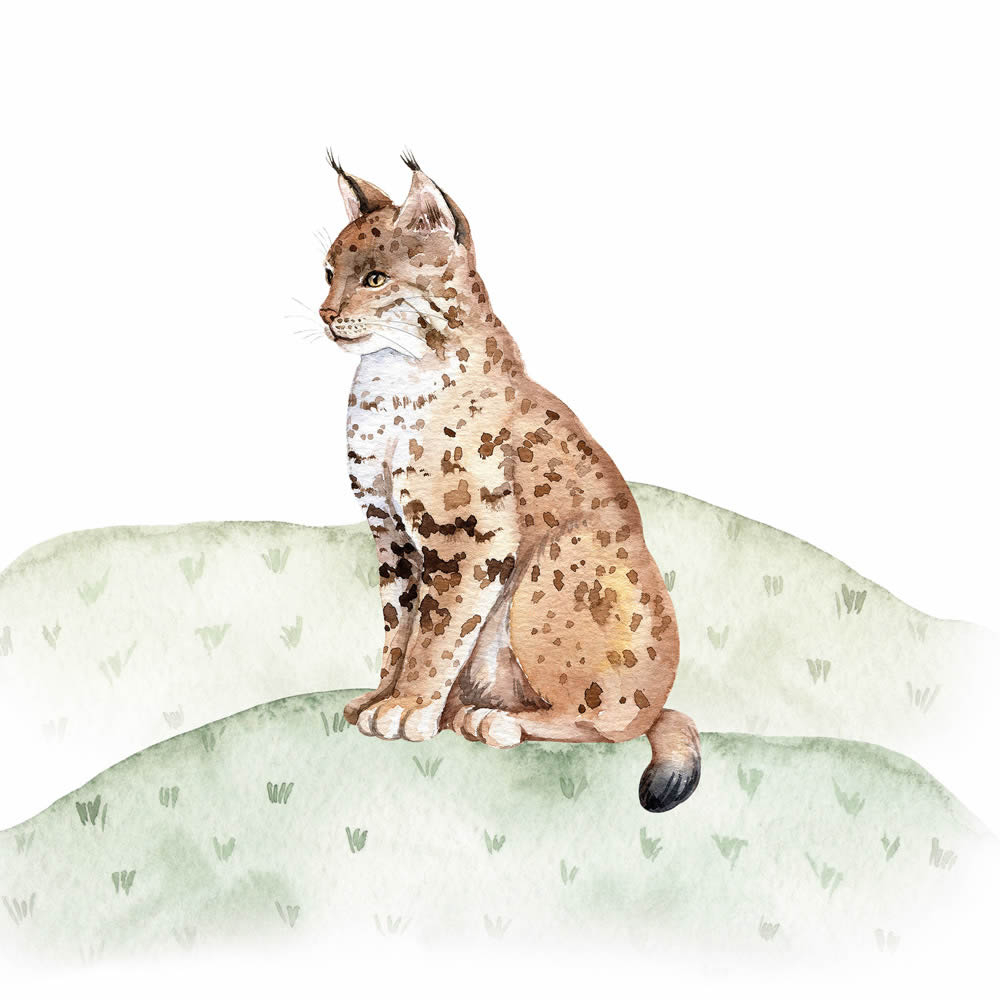 Leinwandbild Luchs Wildkatze Wildtiere DD129436 30 x 30 cm