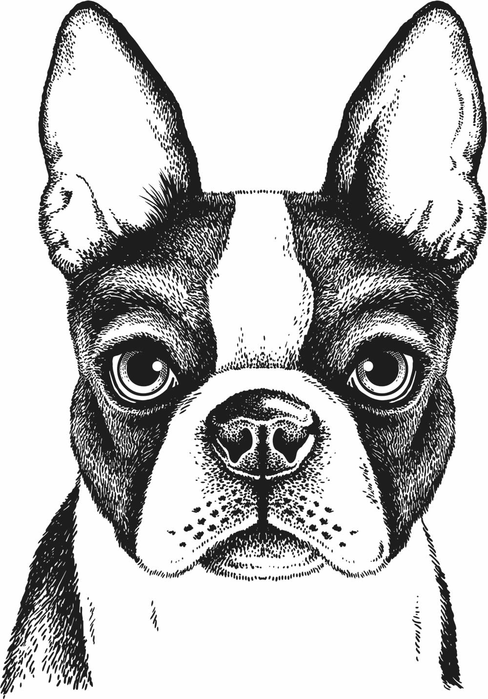 Wandbild Hund kleine Bulldogge vorgekleistert 69,3 x 100 cm