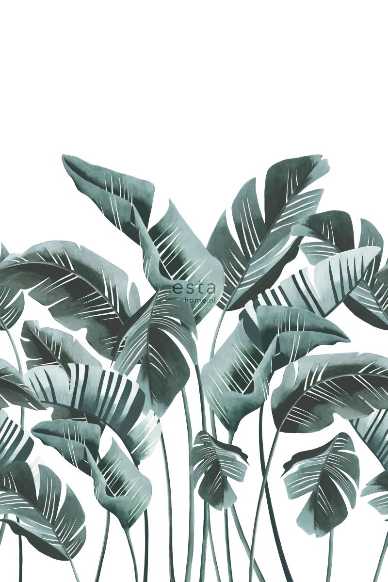 Wandbild Bananenblätter exotisch türkis 200 x 279 cm 158898