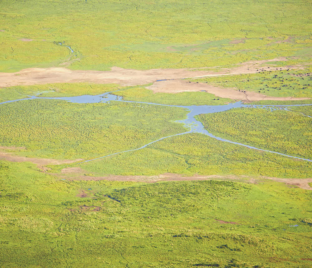 Wandbild Afrika Landschaft Grün