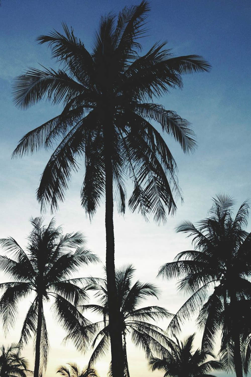 Wallpaper Palms Xl-23-158849_2