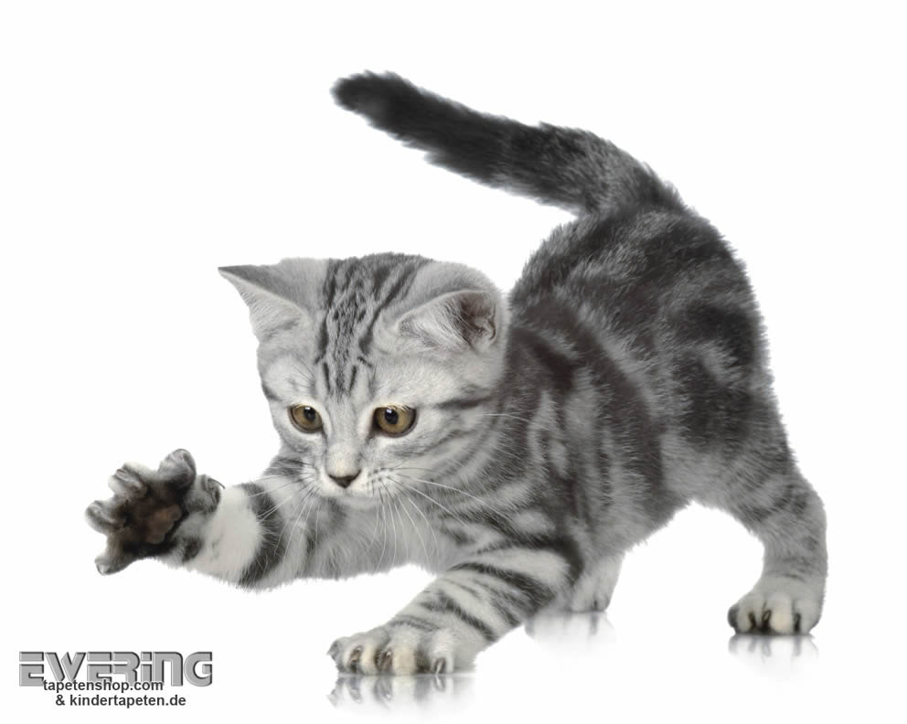 Katzen-Baby Wand-Bild Weiß