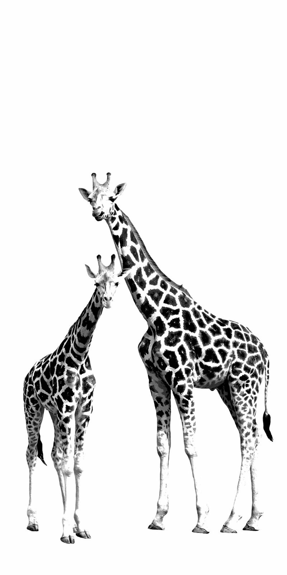 Mural Giraffes Xl-23-158701_2