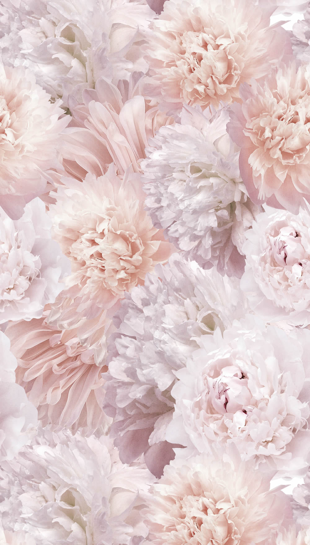 Wandbild 1,59 x 2,80 m große rosa Blumen und Blüten A77501