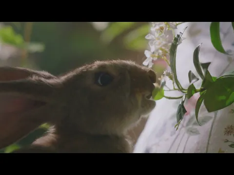 Video anzeigen